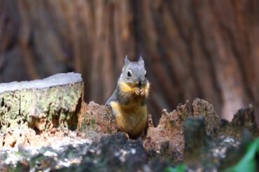 Cute baby squirrel | Burnaby Lake, Vancouver | Sony A7r3 4K Handheld