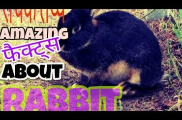 Amazing facts about rabbit