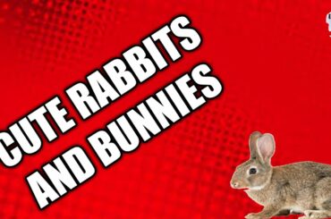 Grandpa's Cute Rabbits And Bunnies