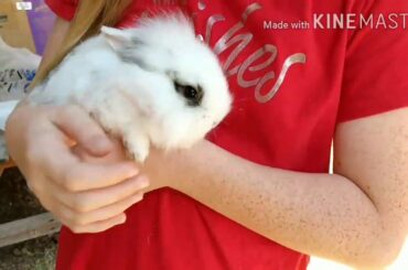 Cute baby bunnies part 2