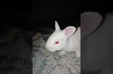 Baby Rabbit walking