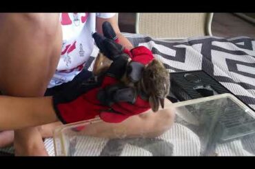 Holding our baby bunny