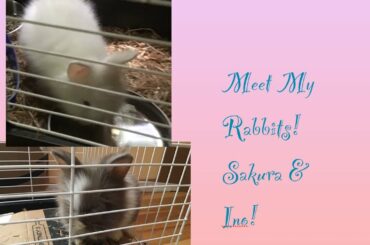 Meet My Baby Rabbits Sakura & Ino
