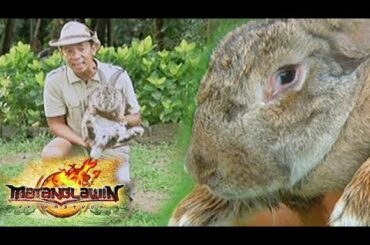 Matanglawin: The Flemish Giant and other rabbit breeds