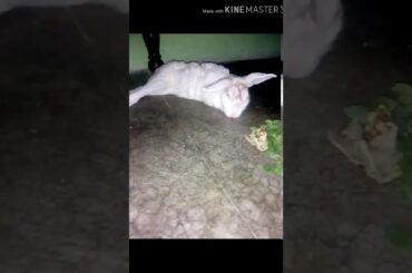 Cute rabbits full routine of the day