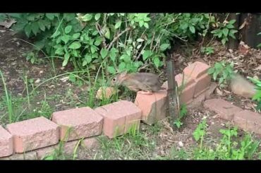 A cute wild baby rabbit