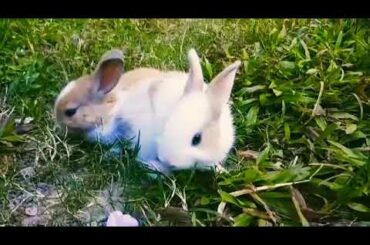 cute rabbit babies