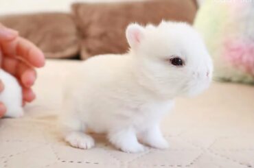 Tiny Bunnies opened their eyes 😍 / Two weeks after birth