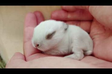 little rabbit babies, that's so cute
