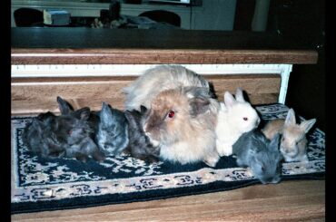 Baby Angora Bunny Rabbits playing indoors