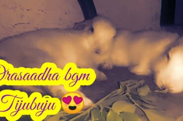 Orasaadha song bgm🥰cute baby rabbits 😍 rabbits lover 🥰Tamil album song