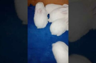 Baby rabbits playing - New Zealand