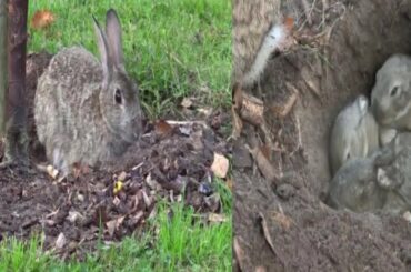 Mother rabbit feeding baby rabbits|animal vidz