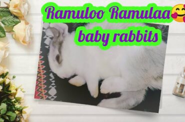 Ramuloo Ramulaa bgm🥰cute baby rabbits 😍 muyalkutti🥰 funny videos