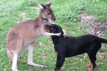 Cute Baby Animals Kangaroo Goat Sloth Weasel Goose Parrot Videos Compilation