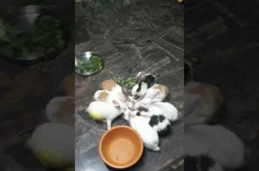 Cute..RABBITS.....(Age:  Two month only)