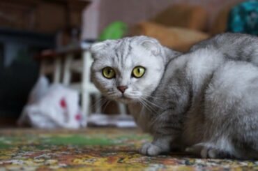 Cute cats - beautiful and funny cats video compilation |animal vidz