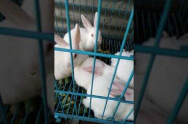Beautiful Rabbits, beautiful animals, white rabbit, red eyes rabbit, beautiful pet, baby rabbit.