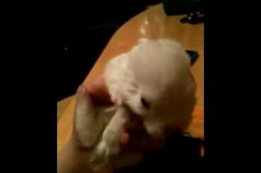 Baby Bunnies Yawning
