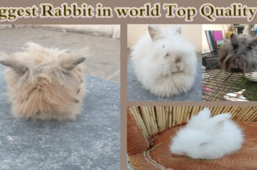 Biggest Rabbit in world Top Quality Angora rabbit & bunny