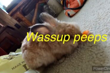 Baby Bunny eats Baby Carrot