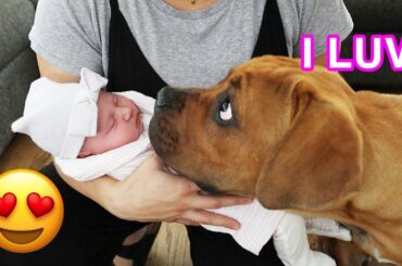 Blind Puppy Meets Newborn Baby First Time [CUTEST VIDEO EVER]