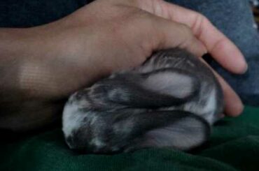 English Lop Baby Bunnies 10 days old Fall 2009