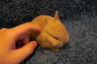 TCK's Litter #2 ~ Two Weeks Old ~ Baby Netherland Dwarf Bunnies