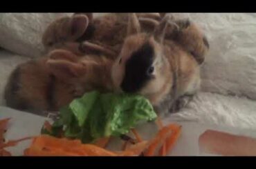 Cutest Baby Animals Rabbit Videos ❤️❤️