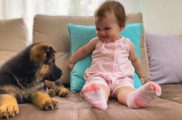 Cute and Interesting Meeting of a Baby with a German Shepherd Puppy!