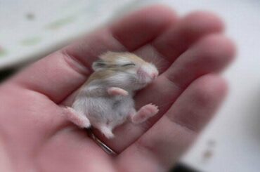 Cute And Adorable Baby Hamsters Compilation