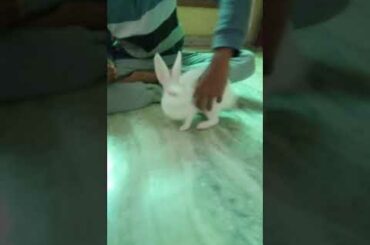 Rabbit Cute Video (BABY)