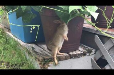Baby Rabbit Eating Pea Vines
