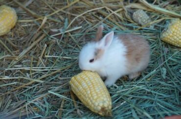 CUTE RABBITS/BUNNIES  CUTE ANIMALS COMPILATION (2020)