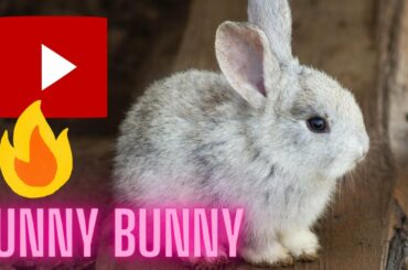 rabbit love to eat grass,funny rabbit eating grass and leaf of banana.