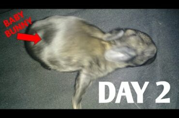Baby Bunny 🐇(Day 2)