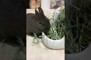 Cute rabbit eating | かわいいうさぎの赤ちゃん ちょこのご飯タイム #6 【ちょこ🐰】
