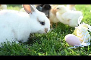 Funny Pets video | 2020 Pets funny video cute 🐇Rabbit with other birds