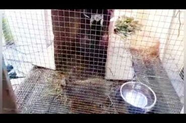 FUNNY & CUTE BABY RABBIT