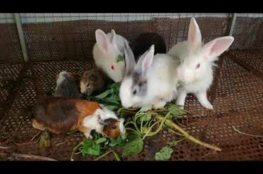 Cute Baby Rabbit Eating, Funny and Cute Baby Bunny Rabbit Videos, Baby Animal Video Compilation 2020