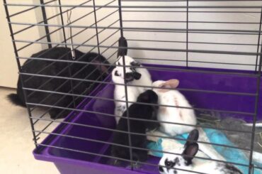 The Story of Oswald - And her surprise baby bunnies