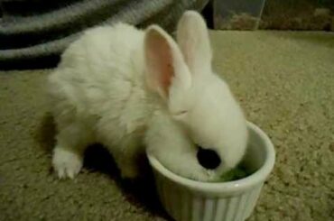 Cute and tiny rescued bunny