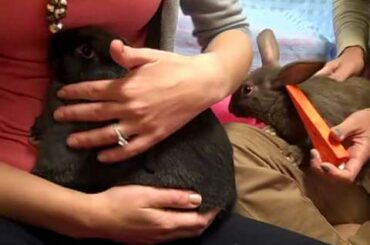 Baby bunnies bouncing around the Ozaukee Humane Society!