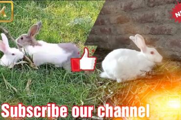 देखिए मै कैसे अपने खरगोश को रखता हूं  cute baby Rabbit
