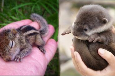 Animals SOO Cute! Cute baby animals Videos Compilation cutest moment of the animals #5