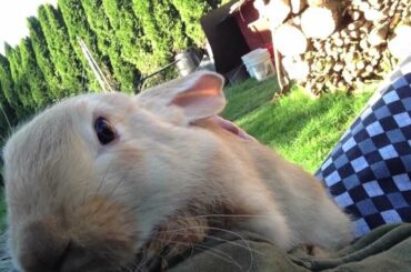 Just 1 Month Baby Flemish Giant Bunny Rabbit. Beautiful Pet. Funny Video for Children