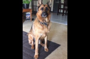 German Shepherd showing off baby bunny