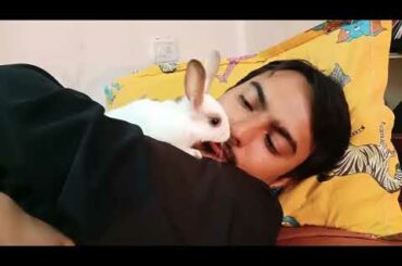 My Cute Baby White Rabbit Playing on my body and licking