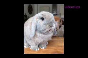 Funny And Cute Baby Rabbit Compilation Ever (2020)