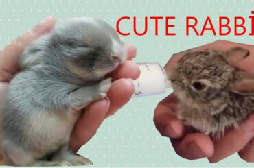 Funny and Cute Baby Rabbit Videos  - Funny animal compilation #02
